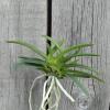 Neofinetia falcata 'Benitengu'