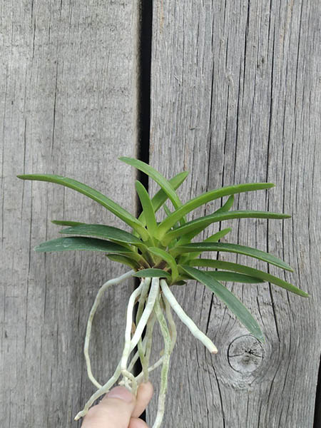 Neofinetia falcata 'Benitengu'