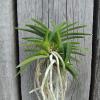 Neofinetia falcata 'Aojiku Yoroidoshi'