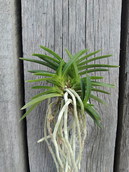 Neofinetia falcata 'Aojiku Yoroidoshi'