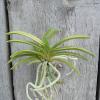 Neofinetia falcata 'Kinyuko'