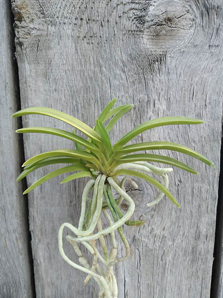 Neofinetia falcata 'Kinyuko'