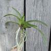 Neofinetia falcata 'Fugaku'