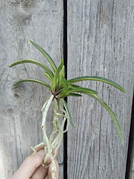 Neofinetia falcata 'Fugaku'