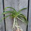 Neofinetia falcata 'Jitsugekko'