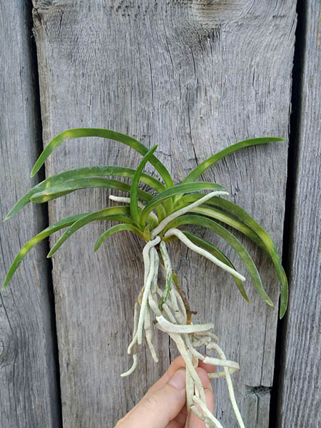 Neofinetia falcata 'Jitsugekko'