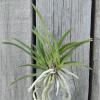 Neofinetia falcata 'Hisui'