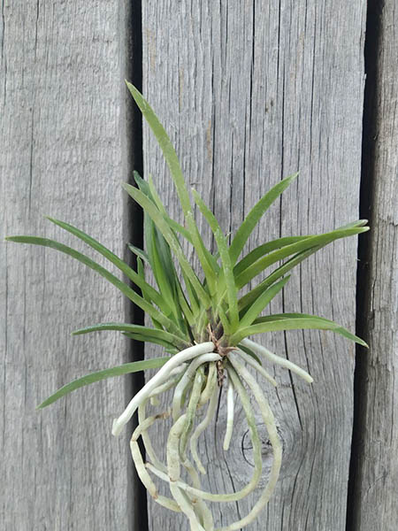 Neofinetia falcata 'Hisui'