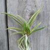 Neofinetia falcata 'Gojo Fukurin'