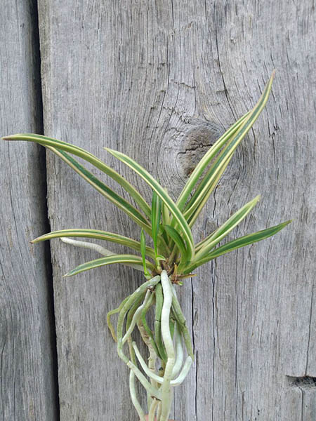 Neofinetia falcata 'Gojo Fukurin'