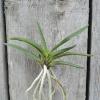 Neofinetia falcata 'Takaranoshi'