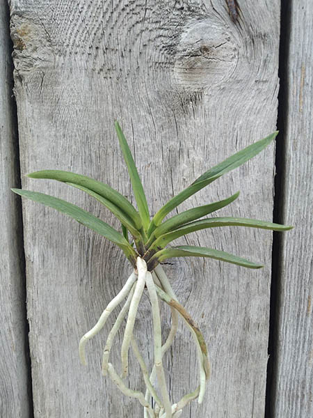 Neofinetia falcata 'Takaranoshi'