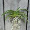 Neofinetia falcata 'Honggang'