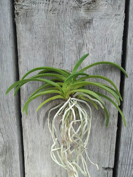 Neofinetia falcata 'Honggang'