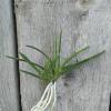 Neofinetia falcata 'Toutenkou'