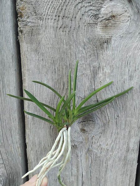 Neofinetia falcata 'Toutenkou'