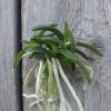 Neofinetia falcata 'Suikaden'