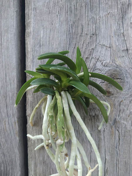 Neofinetia falcata 'Suikaden'