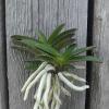 Neofinetia falcata 'Tamakongo'