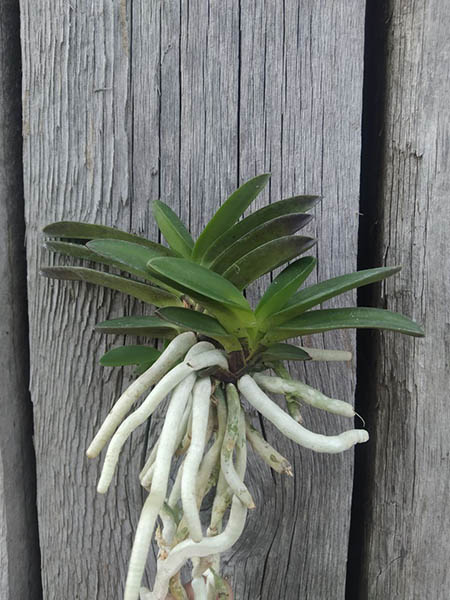 Neofinetia falcata 'Tamakongo'