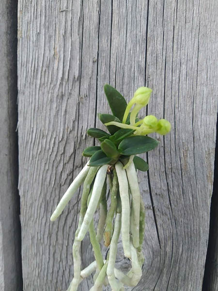 Neofinetia falcata 'Senzai'