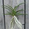 Neofinetia falcata 'Benikaede'