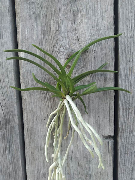 Neofinetia falcata 'Benikaede'