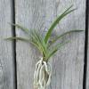 Neofinetia falcata 'Manjushage'