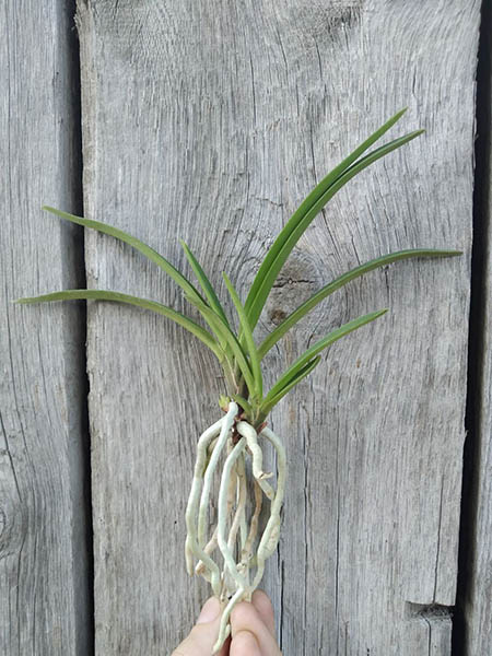 Neofinetia falcata 'Manjushage'