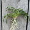 Neofinetia falcata 'Yeonhong'