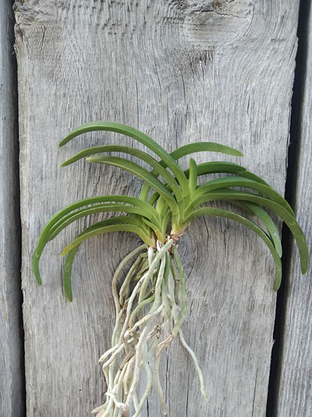 Neofinetia falcata 'Yeonhong'