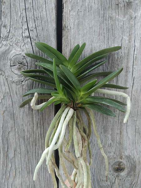 Neofinetia falcata 'Wonhyo'