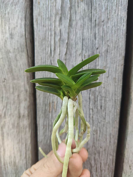 Neofinetia falcata 'Ryokuho'