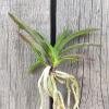 Neofinetia falcata 'Raizan'