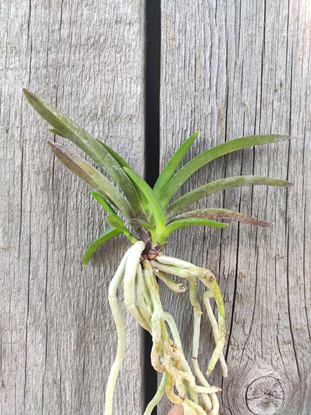 Neofinetia falcata 'Raizan'