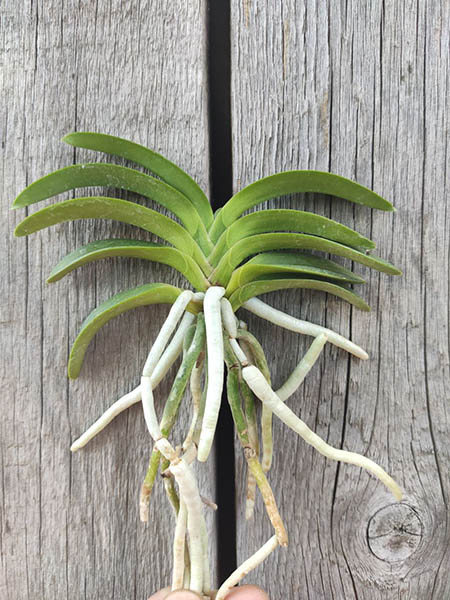 Neofinetia falcata 'Yokozuna'