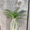 Neofinetia falcata 'Murasakitaishi'