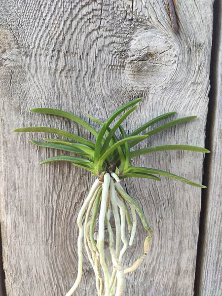 Neofinetia falcata 'Murasakitaishi'