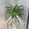 Neofinetia falcata 'Tsushima Ryokuho'