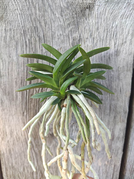 Neofinetia falcata 'Tsushima Ryokuho'