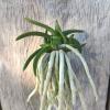 Neofinetia falcata 'Myeong-Ok'