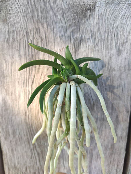 Neofinetia falcata 'Myeong-Ok'