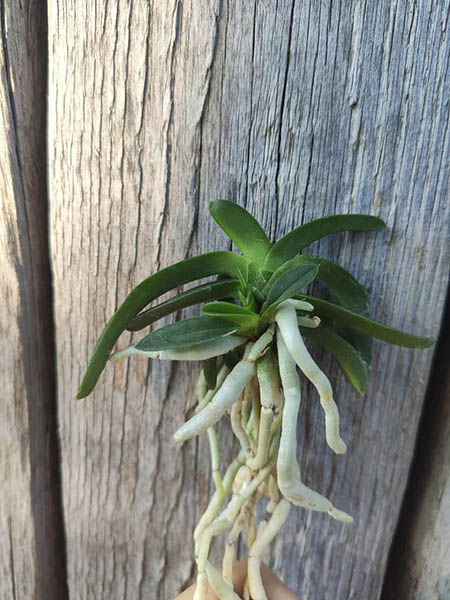 Neofinetia falcata 'Onami Seikai'