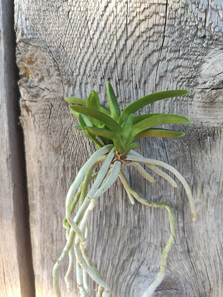 Neofinetia falcata 'Kasen'