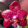 Phalaenopsis Mituo Gigan Dragon 'Red Ice'