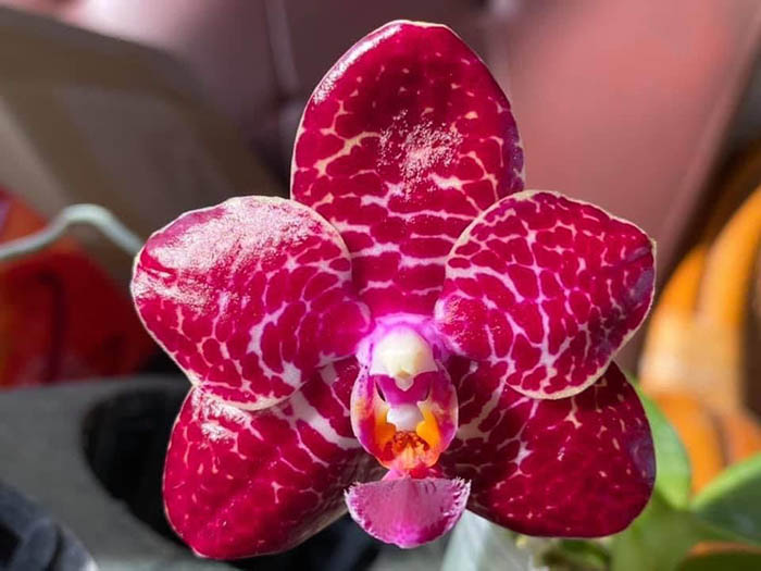 Phalaenopsis Mituo Gigan Dragon 'Red Ice'