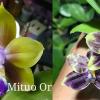 Phalaenopsis Mituo Princess 'Sapphire' x Mituo Purple Dragon 'Blue Python'