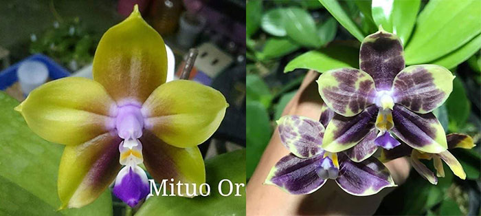 Phalaenopsis Mituo Princess 'Sapphire' x Mituo Purple Dragon 'Blue Python'