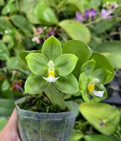 Phalaenopsis LD Green Kingfisher 'Lemon'