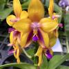 Phalaenopsis Mituo GH King Star 'Yellow Purple Fire'